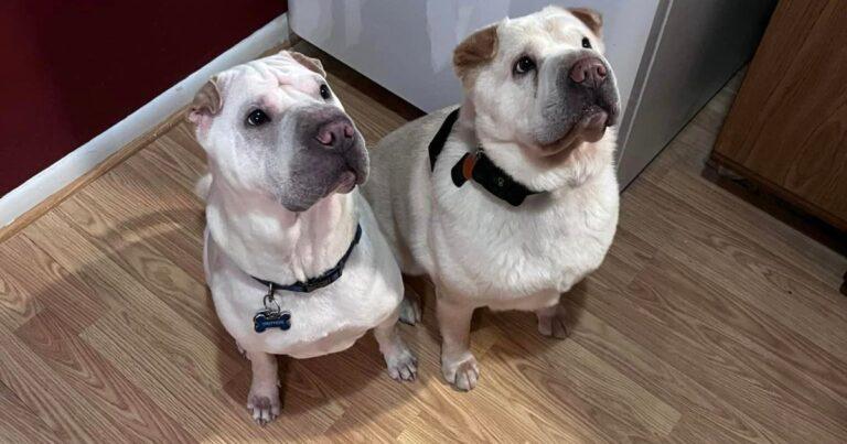 Couple Adopts Lookalike Dog, Discovers It's Their Dog's Sibling