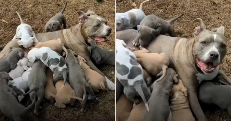 Couple Shocked To Discover Foster Dog Pregnant With Tons Of Puppies