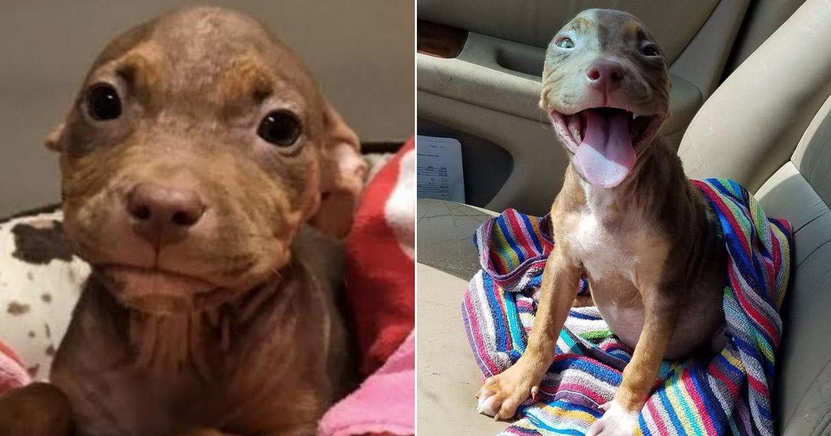 Cute Puppy Can't Stop Smiling When She Realizes She's Going To A New Home