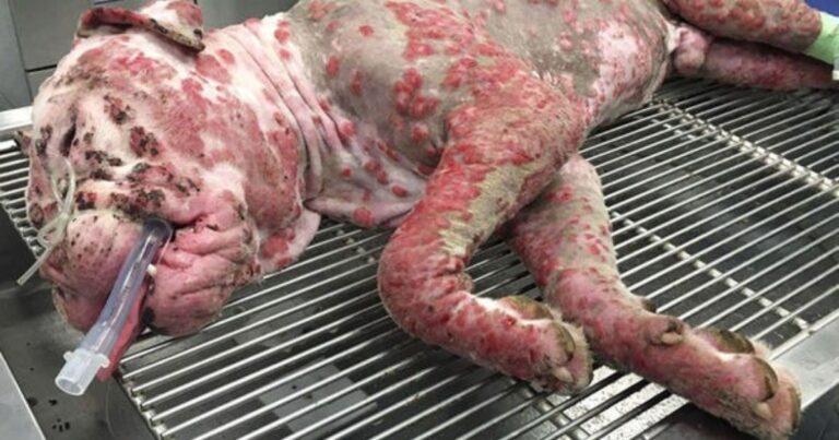 Deaf Dog Dumped After A Terrible Bee Attack Miraculously Recovered