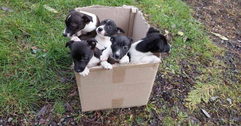 Five Adorable Pups Face Death, Abandoned Few Feet From Speeding Traffic