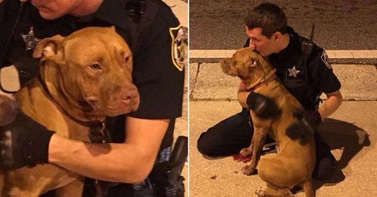 Kind Cops Stay With Injured Pit Bulls And Comfort Them Until Help Arrives