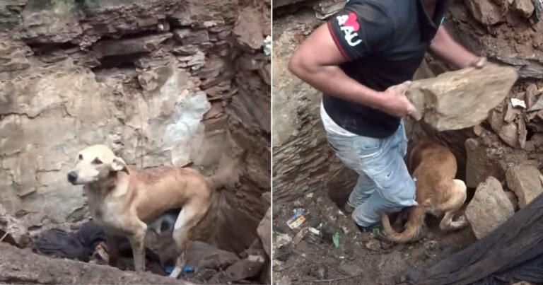 Mama Dog Cries for Help To Save Her Buried Pups