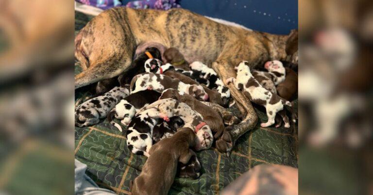 Mama Great Dane Shatters Expectations With 21 Puppies In 27 Hours