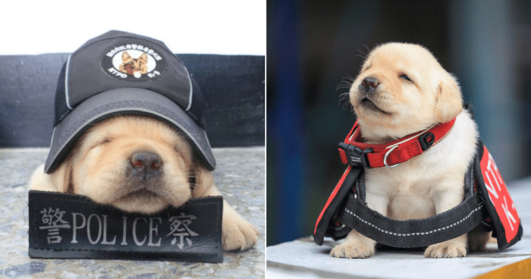 Police Newest Recruits Are So Cute They Will Steal Your Heart