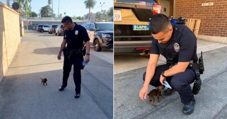 Police Officer Saves And Adopts The Tinest Puppy In Hollywood