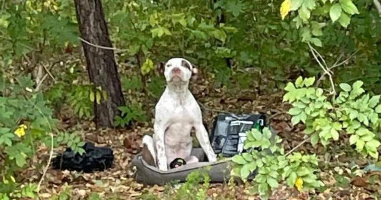 Puppy Abandoned In The Woods Waits For Weeks For Someone To Find Him