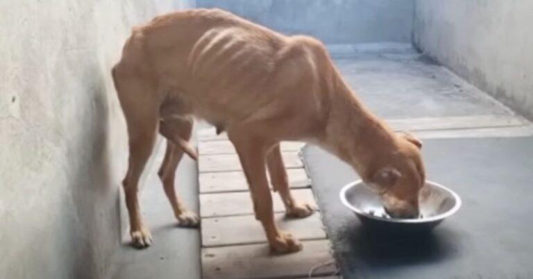 Shelter Dog's Fate Changed Right As She Was Eating Her Final Meal