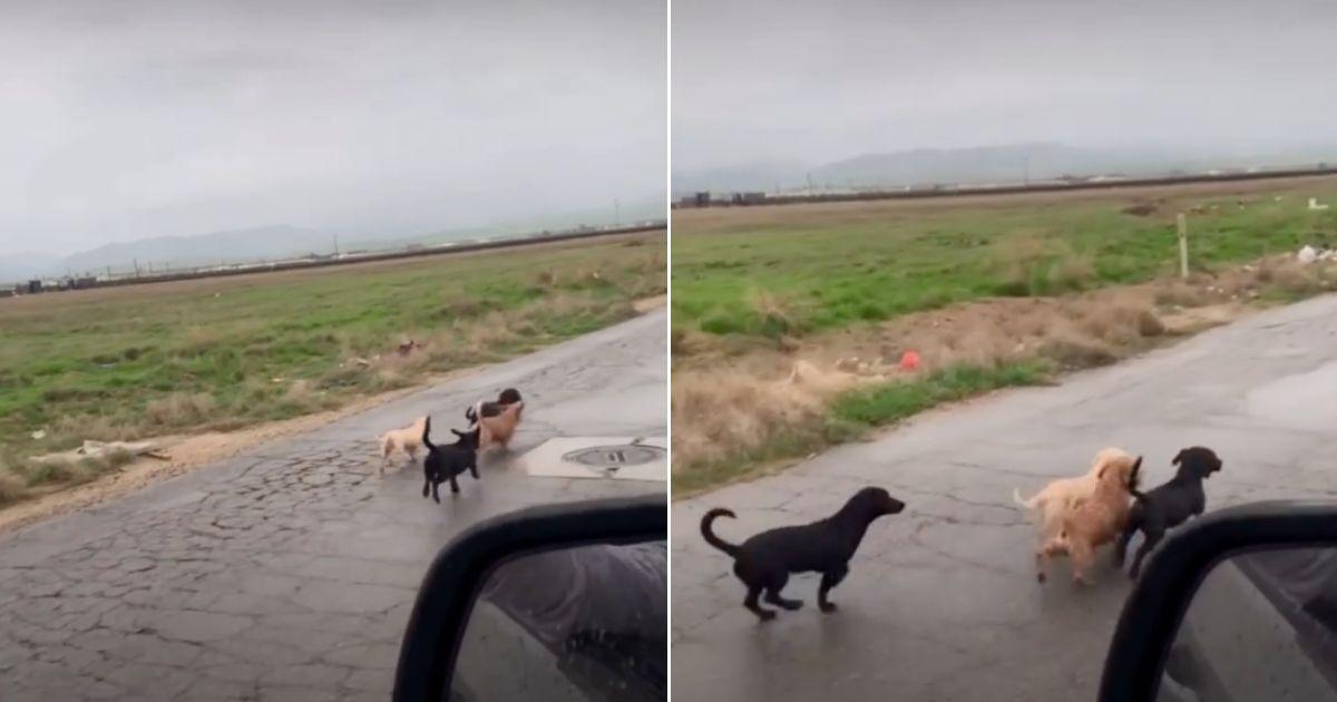 Six Tiny Puppies Dumped On A Deserted Road Rescued Just In Time