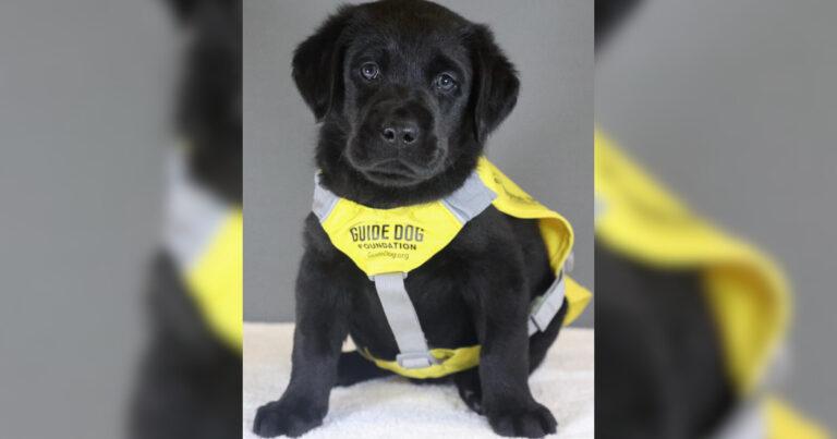 Small Pup Just Can't Stay Awake During His Initiation Photo Shoot