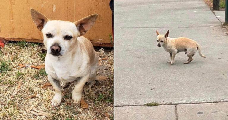 Tiny Pup Refuses To Leave The Spot Were He Last Saw His Family