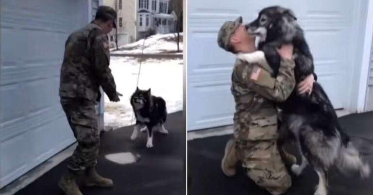 Wolf-Dog Reunites With His Military Dad After 10 Months Apart