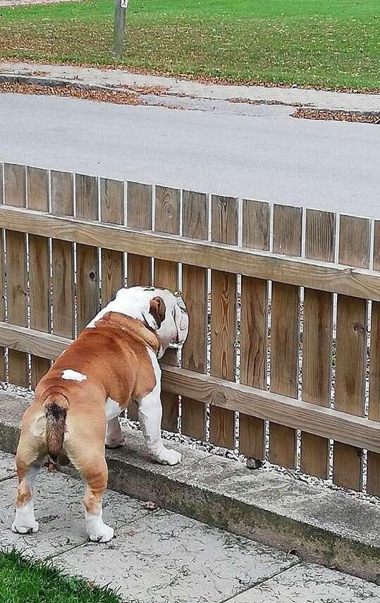 bogart peeping through the fence