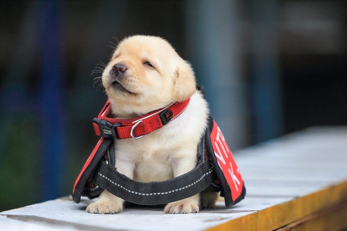 cute puppy wearing police gear