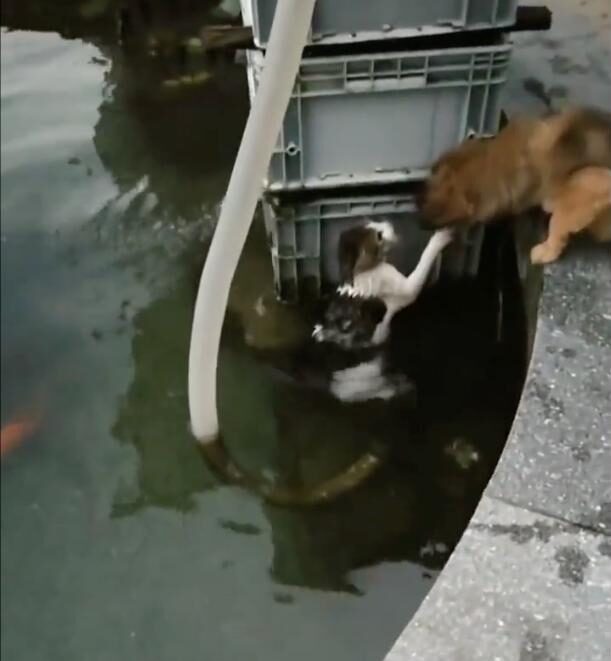 doggo trying to save the cat