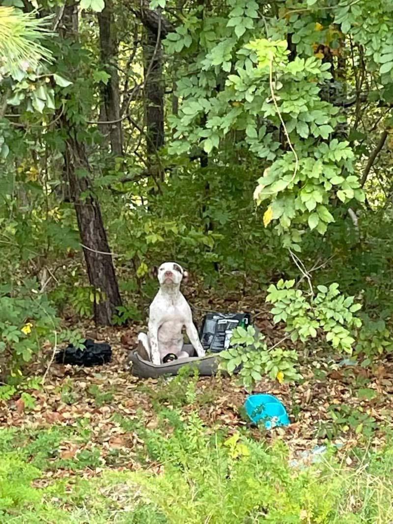 hank waiting in the woods