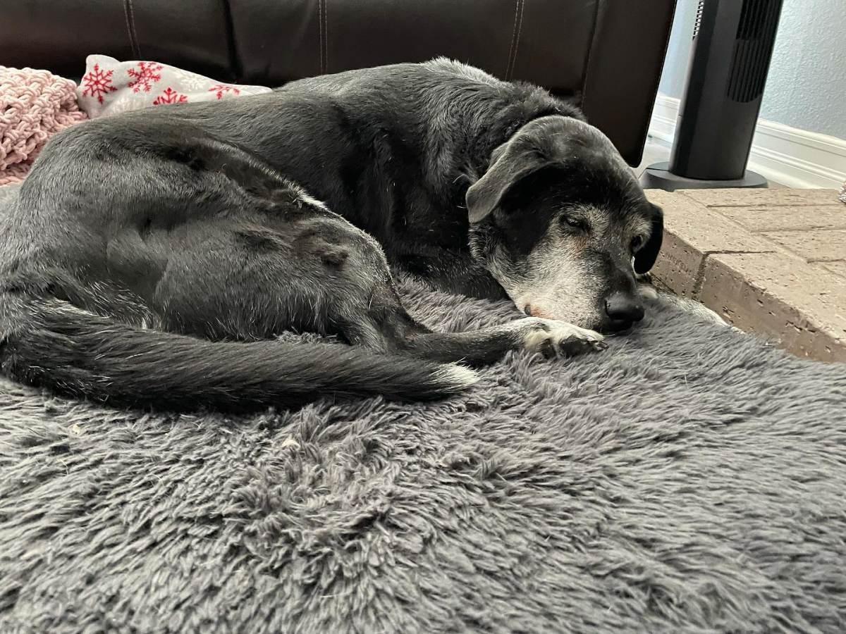 henry lying on the carpet