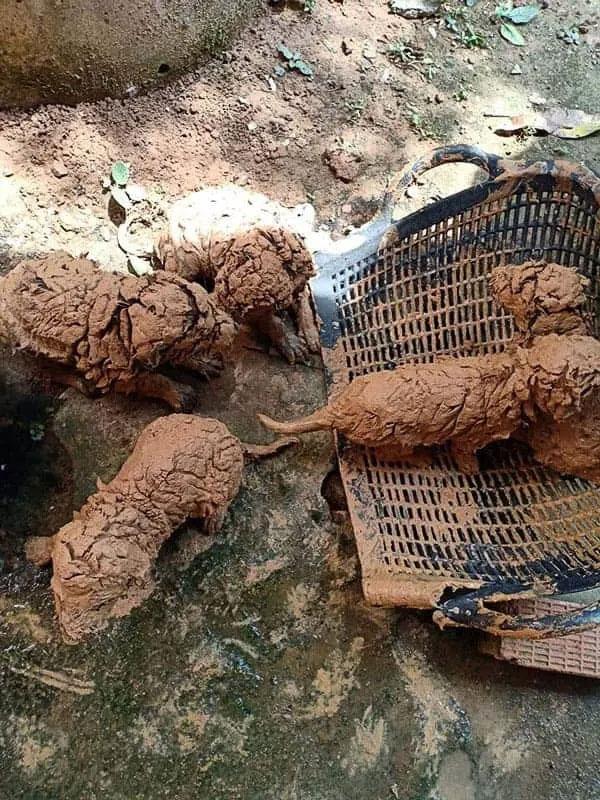litter of puppies covered in mud