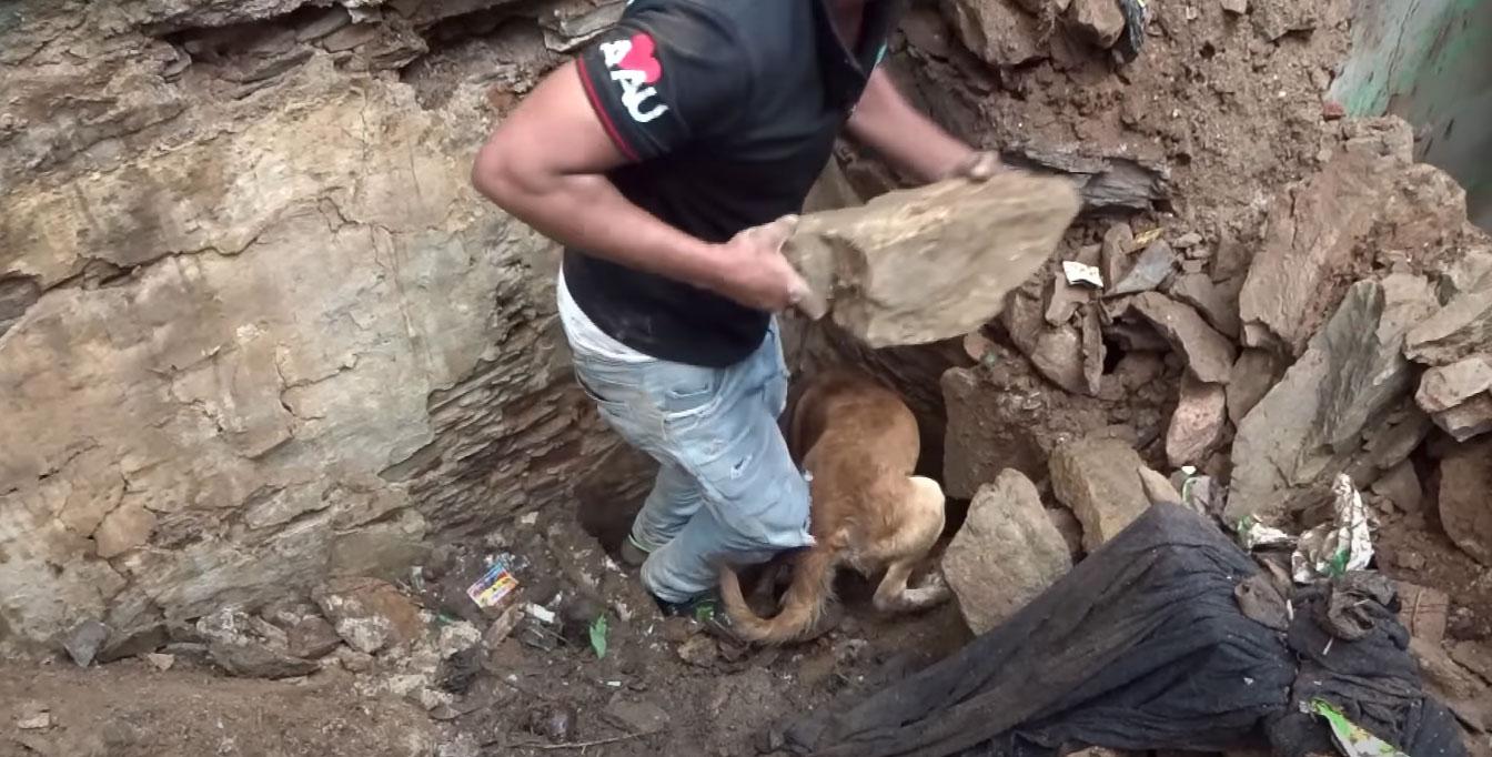 local hero lifting stones to rescue the pups
