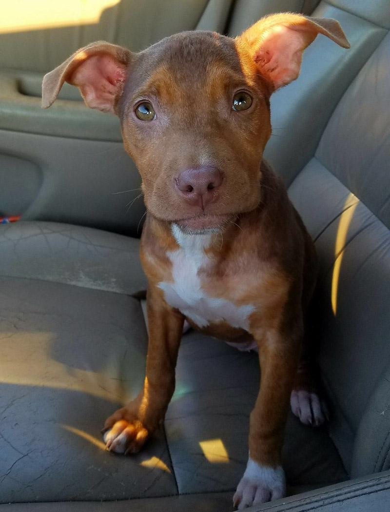 matilda in car ride to foster home