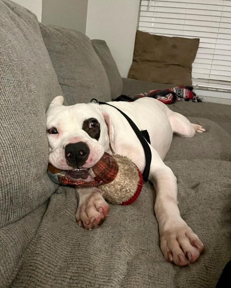 petey playing on the couch