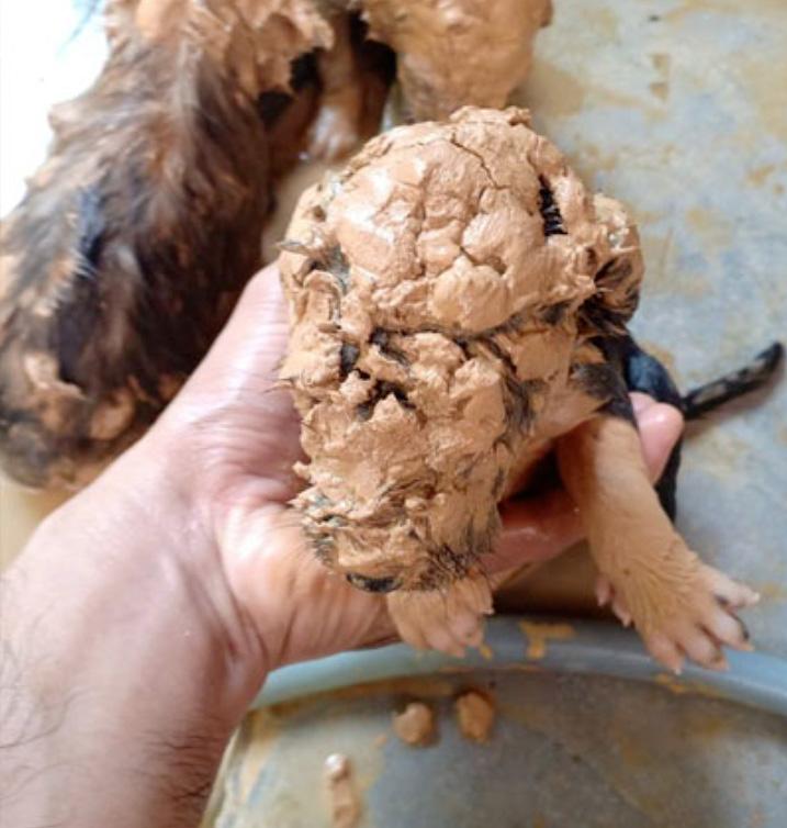 puppy covered in mud