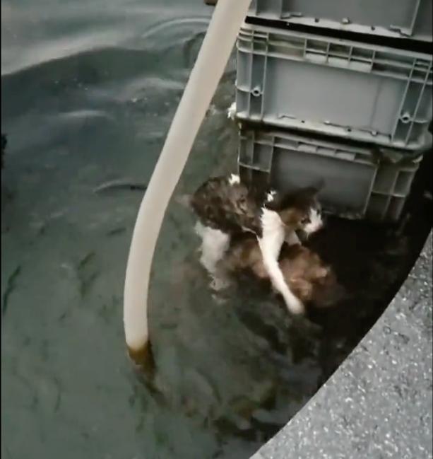 the dog jumped in the water to save the cat