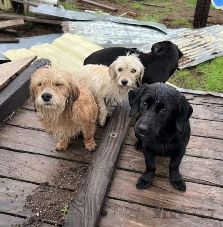 the puppies after rescue