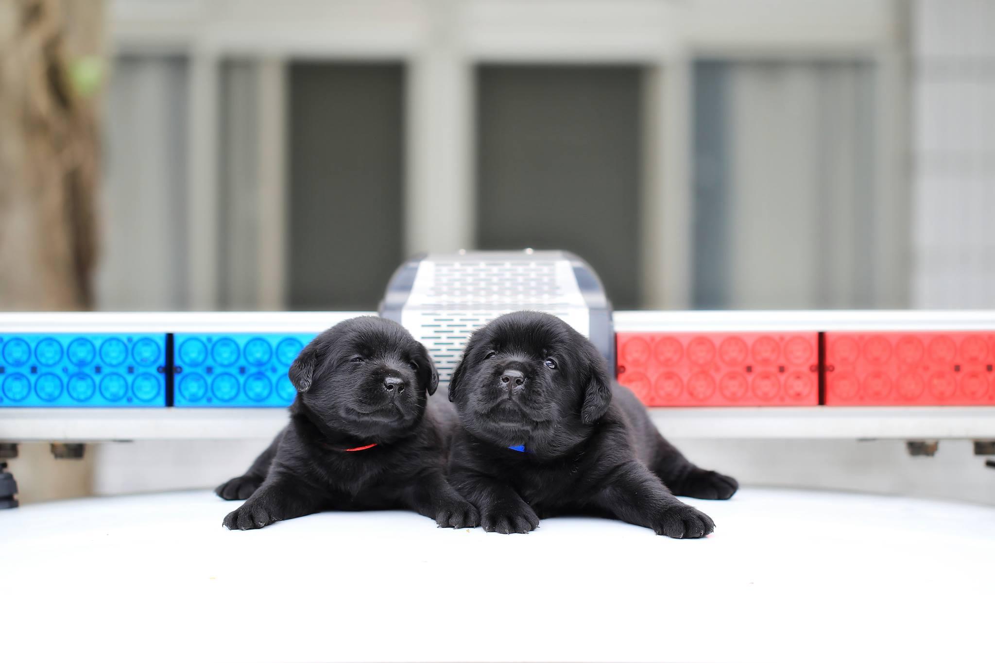 two pups on a police car