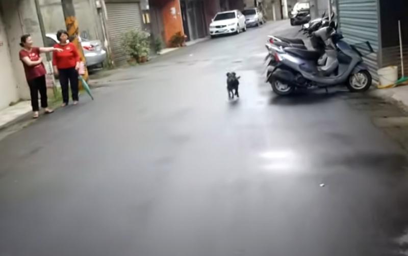 xiaomei running to her owner