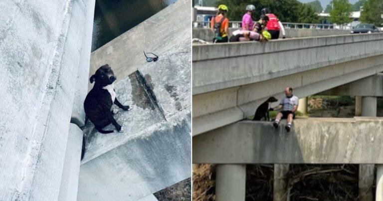 Brave Cyclists Rescue Pit Bull Trapped On High Bridge