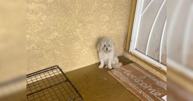 Desperate Dog Goes Door-To-Door Looking For A Family