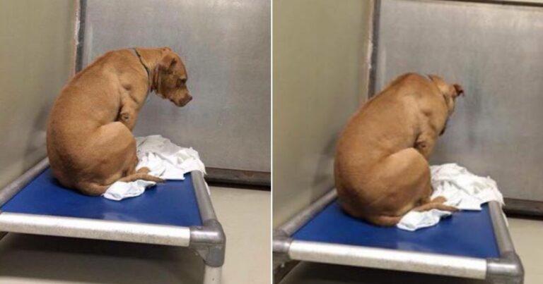 Dog's Sad Gaze At Wall Touches Hearts After Failed Adoption