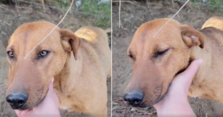 Dumped Dog Has The Sweetest Reaction After Being Found In The Woods