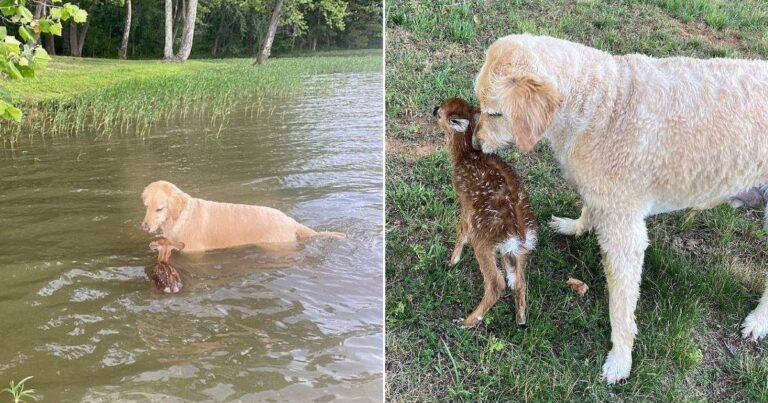 Goldendoodle Hero Rescues Drowning Fawn and Forms Special Bond