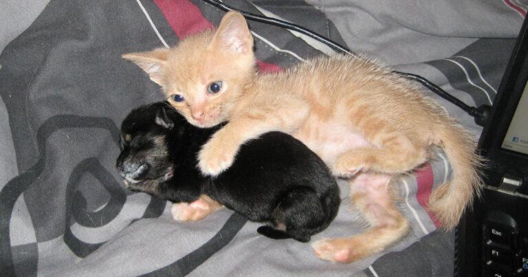 Lonely Rescue Kitten Adopts Tiny Rescue Chihuahua