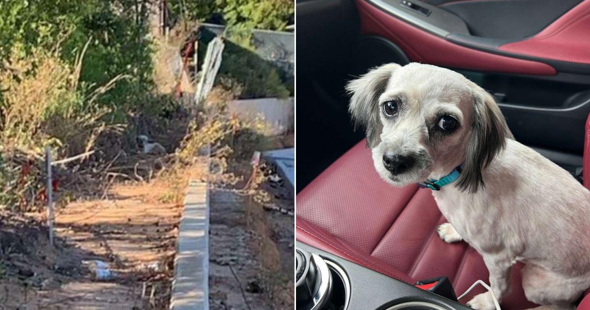 Lost Dog Finds Her Way Home After A Year On The Streets