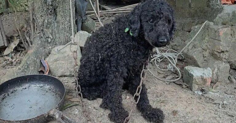 Lovely Poodle Finds New Life After Years Of Being Chained