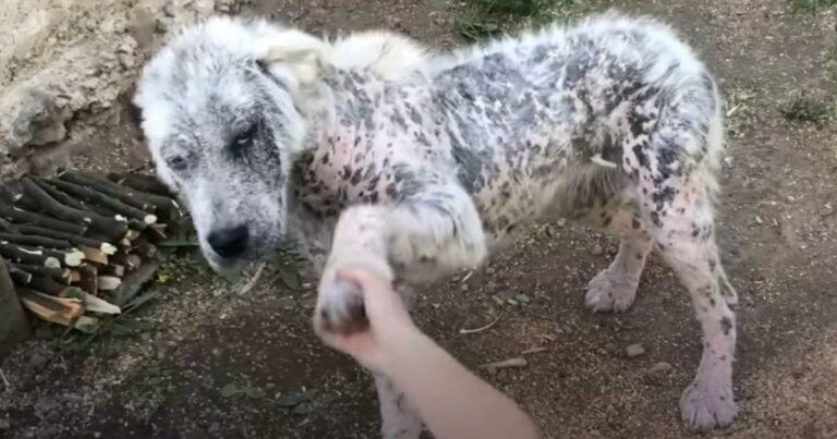 Loyal Stray Dog Refuses Rescue Without Her Best Friend
