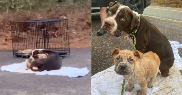 Mama And Her Pups Dumped On The Street Thrilled to See Rescuers