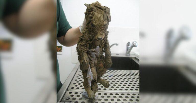 Muddy Puppy Rescued By Construction Workers Turns Out To Be Something Else