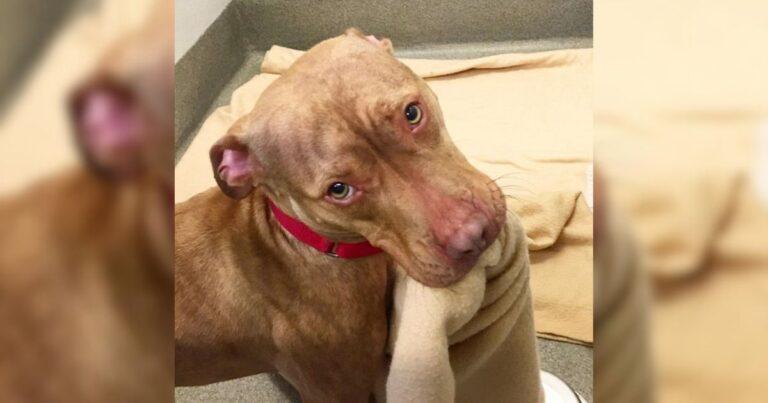 Overlooked Pittie Makes His Bed Daily To Prove He's Ready For Adoption