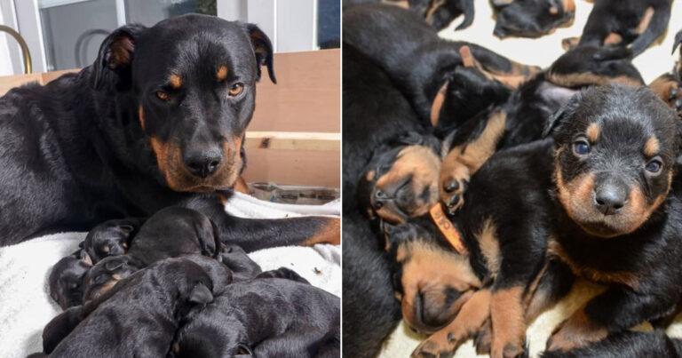 Proud Rottweiler Mom Has Unexpected Record-Breaking Litter