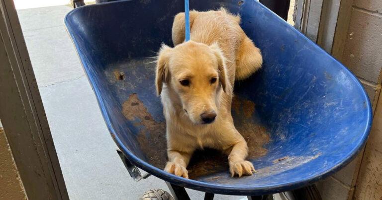 Puppy Carried To Her Death In A Wheelbarrow Gets Saved At The Last Minute