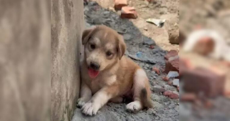 Small Abandoned Pup Barks At The World - Until He Meets His Heroes