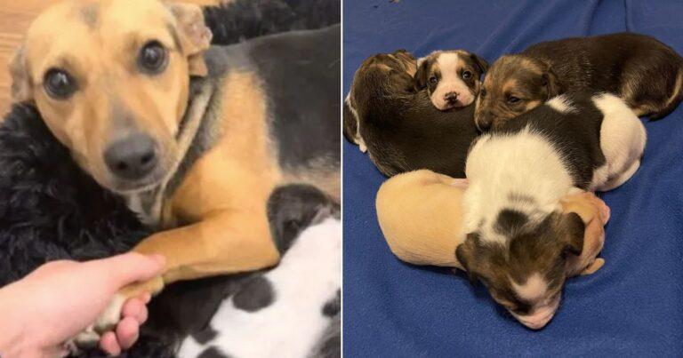 Sweet Mama Dog Enjoys Holding Hands While Looking After Her Puppies
