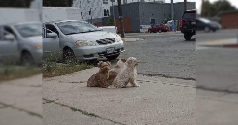 Three Pups Stick Together After Their Family Abandoned Them In The Street