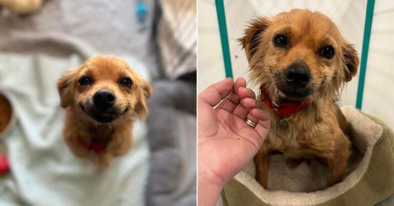 Tiny Dog Fills Hearts With Smiles After Being Saved