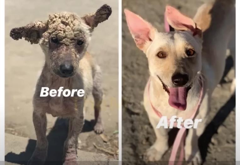 before after rescue