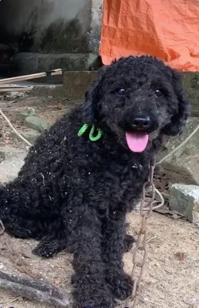 chained poodle yet adorable